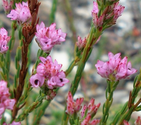 Erica articularis 